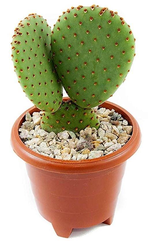 Bunny Ears, Cactus Opuntia Albata - www.Greenie.ae Buy online Best and Healthy Plants and quality products guarantee in Dubai Plants Shop in Dubai Abu Dhabi all over UAE Plants near me Fresh Plants in Dubai where to buy plants in UAE - Greenie.ae