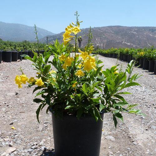 Yellow Bells, Tecoma Stans - www.Greenie.ae Buy online Best and Healthy Plants and quality products guarantee in Dubai Plants Shop in Dubai Abu Dhabi all over UAE Plants near me Fresh Plants in Dubai where to buy plants in UAE - Greenie.ae