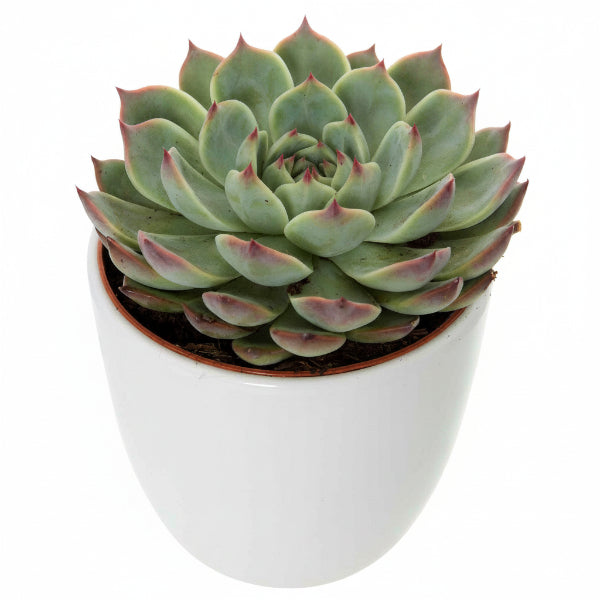succulent plants dubai Echeveria succulent