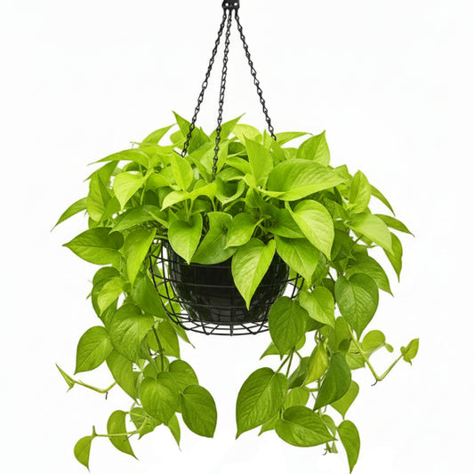Neon Pothos - www.Greenie.ae Buy online Best and Healthy Plants and quality products guarantee in Dubai Plants Shop in Dubai Abu Dhabi all over UAE Plants near me Fresh Plants in Dubai where to buy plants in UAE - Greenie.ae