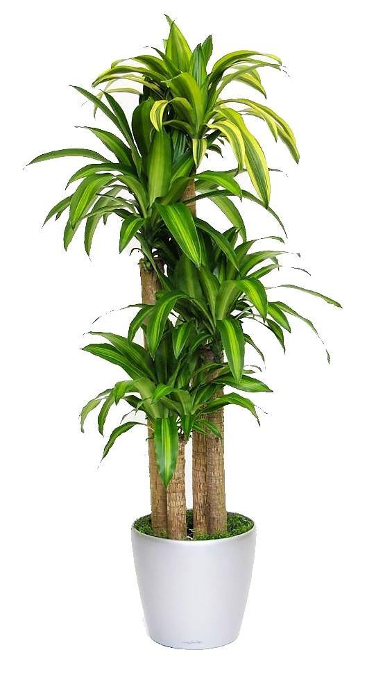 Dracaena Fragrans, Massangeana - www.Greenie.ae Buy online Best and Healthy Plants and quality products guarantee in Dubai Plants Shop in Dubai Abu Dhabi all over UAE Plants near me Fresh Plants in Dubai where to buy plants in UAE - Greenie.ae