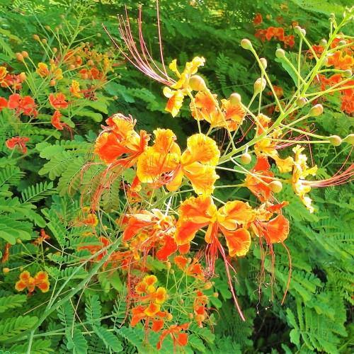 Caesalpinia pulcherrima, Peacock Flower - www.Greenie.ae Buy online Best and Healthy Plants and quality products guarantee in Dubai Plants Shop in Dubai Abu Dhabi all over UAE Plants near me Fresh Plants in Dubai where to buy plants in UAE - Greenie.ae