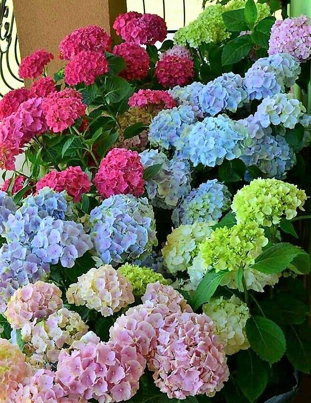 Hydrangea Mix - www.Greenie.ae Buy online Best and Healthy Plants and quality products guarantee in Dubai Plants Shop in Dubai Abu Dhabi all over UAE Plants near me Fresh Plants in Dubai where to buy plants in UAE - Greenie.ae