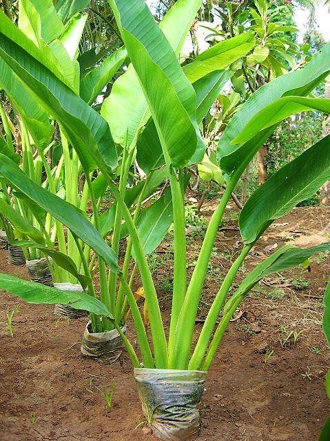 Ravenala Madagascariensis, Traveller’s Palm - www.Greenie.ae Buy online Best and Healthy Plants and quality products guarantee in Dubai Plants Shop in Dubai Abu Dhabi all over UAE Plants near me Fresh Plants in Dubai where to buy plants in UAE - Greenie.ae