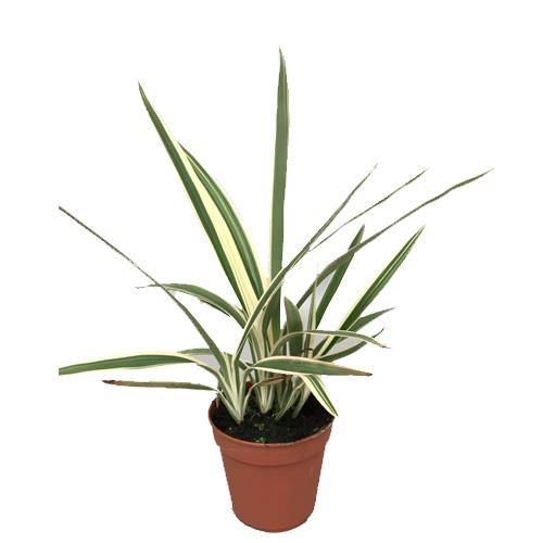 Dianella Tasmanica, Variegata, Tasman Flax-lily - www.Greenie.ae Buy online Best and Healthy Plants and quality products guarantee in Dubai Plants Shop in Dubai Abu Dhabi all over UAE Plants near me Fresh Plants in Dubai where to buy plants in UAE - Greenie.ae