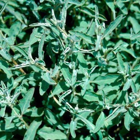 Atriplex semibaccata, Salt Bush - www.Greenie.ae Buy online Best and Healthy Plants and quality products guarantee in Dubai Plants Shop in Dubai Abu Dhabi all over UAE Plants near me Fresh Plants in Dubai where to buy plants in UAE - Greenie.ae