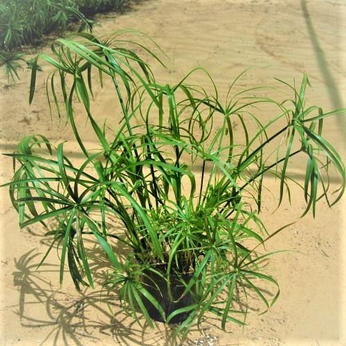 Cyperus Alternifolius, Umbrella Papyrus - www.Greenie.ae Buy online Best and Healthy Plants and quality products guarantee in Dubai Plants Shop in Dubai Abu Dhabi all over UAE Plants near me Fresh Plants in Dubai where to buy plants in UAE - Greenie.ae