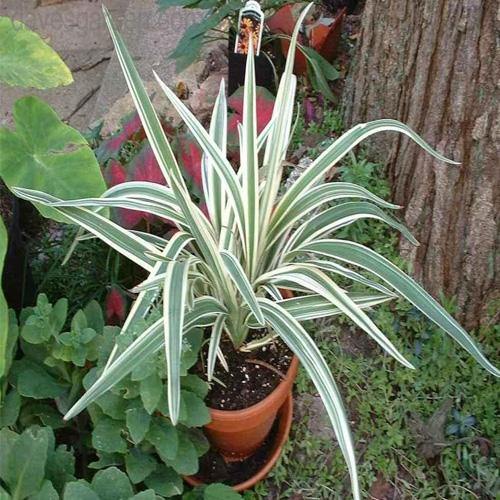 Dianella Tasmanica, Variegata, Tasman Flax-lily - www.Greenie.ae Buy online Best and Healthy Plants and quality products guarantee in Dubai Plants Shop in Dubai Abu Dhabi all over UAE Plants near me Fresh Plants in Dubai where to buy plants in UAE - Greenie.ae