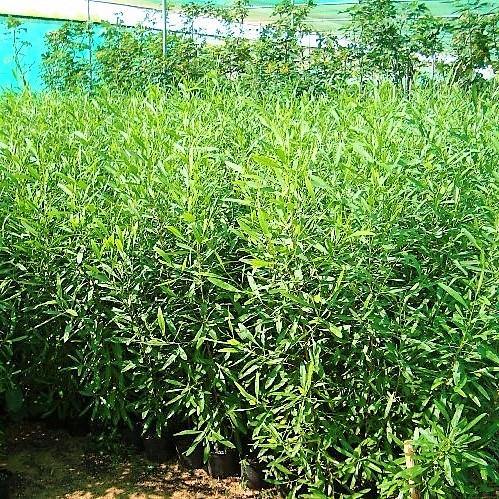 Dodonaea Viscosa, Hopbush - www.Greenie.ae Buy online Best and Healthy Plants and quality products guarantee in Dubai Plants Shop in Dubai Abu Dhabi all over UAE Plants near me Fresh Plants in Dubai where to buy plants in UAE - Greenie.ae