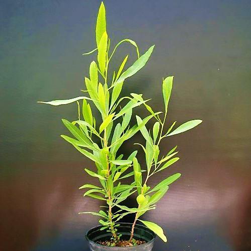 Dodonaea Viscosa, Hopbush - www.Greenie.ae Buy online Best and Healthy Plants and quality products guarantee in Dubai Plants Shop in Dubai Abu Dhabi all over UAE Plants near me Fresh Plants in Dubai where to buy plants in UAE - Greenie.ae