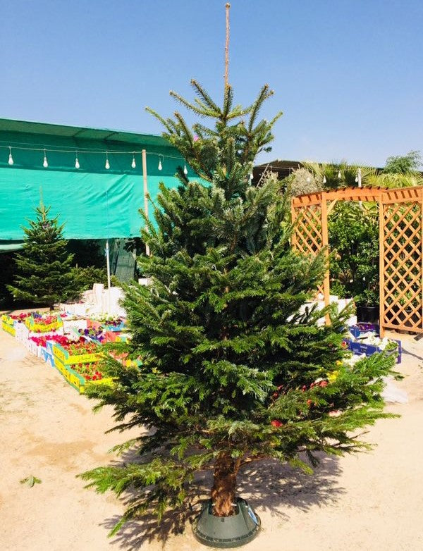 Real Christmas tree, Nordmann fir, Caucasian fir - www.Greenie.ae Buy online Best and Healthy Plants and quality products guarantee in Dubai Plants Shop in Dubai Abu Dhabi all over UAE Plants near me Fresh Plants in Dubai where to buy plants in UAE - Greenie.ae