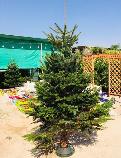 Real Christmas tree, Nordmann fir, Caucasian fir - www.Greenie.ae Buy online Best and Healthy Plants and quality products guarantee in Dubai Plants Shop in Dubai Abu Dhabi all over UAE Plants near me Fresh Plants in Dubai where to buy plants in UAE - Greenie.ae