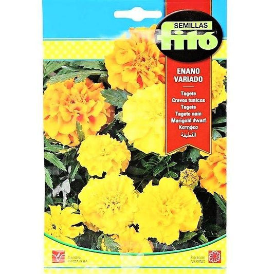 French Marigold Dwarf Mix Seeds - www.Greenie.ae Buy online Best and Healthy Plants and quality products guarantee in Dubai Plants Shop in Dubai Abu Dhabi all over UAE Plants near me Fresh Plants in Dubai where to buy plants in UAE - Greenie.ae