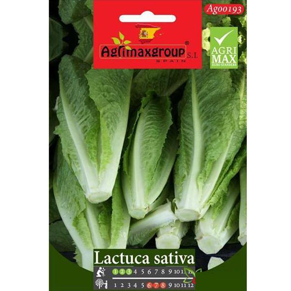 Lactuca Sativa Seeds - www.Greenie.ae Buy online Best and Healthy Plants and quality products guarantee in Dubai Plants Shop in Dubai Abu Dhabi all over UAE Plants near me Fresh Plants in Dubai where to buy plants in UAE - Greenie.ae