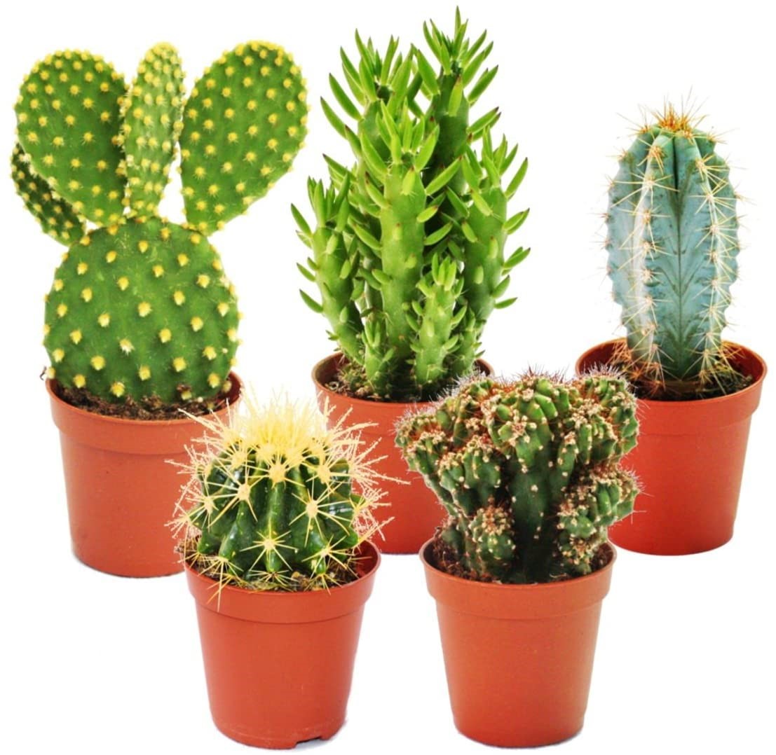 Ornamental Cactus - www.Greenie.ae Buy online Best and Healthy Plants and quality products guarantee in Dubai Plants Shop in Dubai Abu Dhabi all over UAE Plants near me Fresh Plants in Dubai where to buy plants in UAE - Greenie.ae