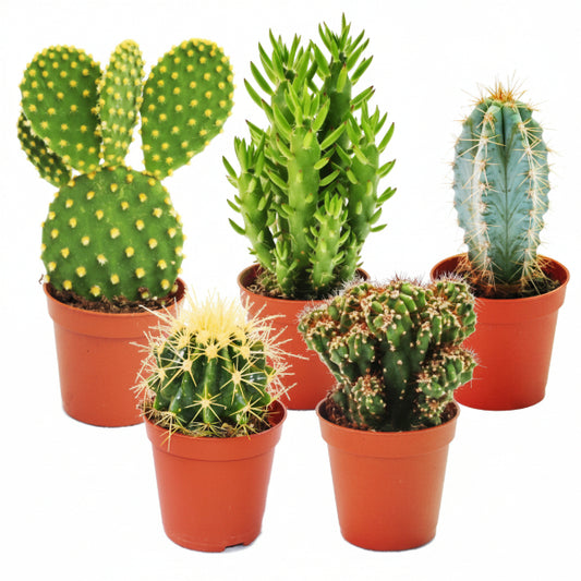 Ornamental Cactus - www.Greenie.ae Buy online Best and Healthy Plants and quality products guarantee in Dubai Plants Shop in Dubai Abu Dhabi all over UAE Plants near me Fresh Plants in Dubai where to buy plants in UAE - Greenie.ae