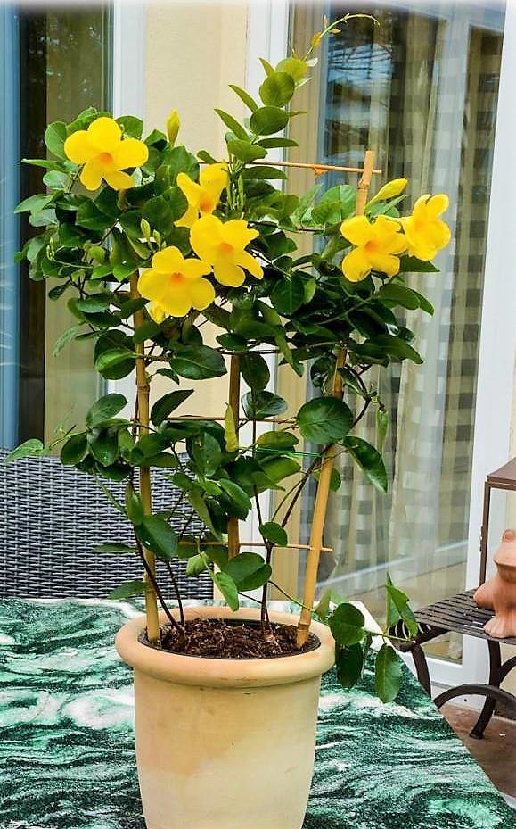 Yellow Bell Climber, Mandevilla Splendens - www.Greenie.ae Buy online Best and Healthy Plants and quality products guarantee in Dubai Plants Shop in Dubai Abu Dhabi all over UAE Plants near me Fresh Plants in Dubai where to buy plants in UAE - Greenie.ae