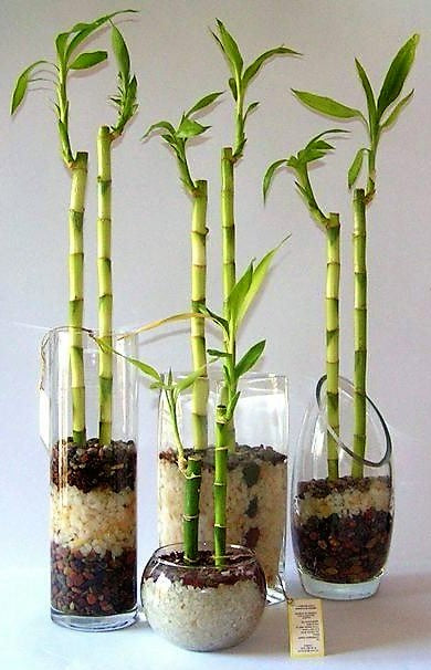 lucky bamboo dubai Lucky Bamboo Sticks, Dracaena Sanderiana