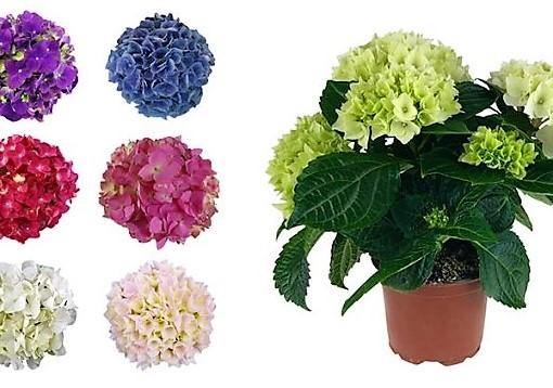 Hydrangea Mix - www.Greenie.ae Buy online Best and Healthy Plants and quality products guarantee in Dubai Plants Shop in Dubai Abu Dhabi all over UAE Plants near me Fresh Plants in Dubai where to buy plants in UAE - Greenie.ae