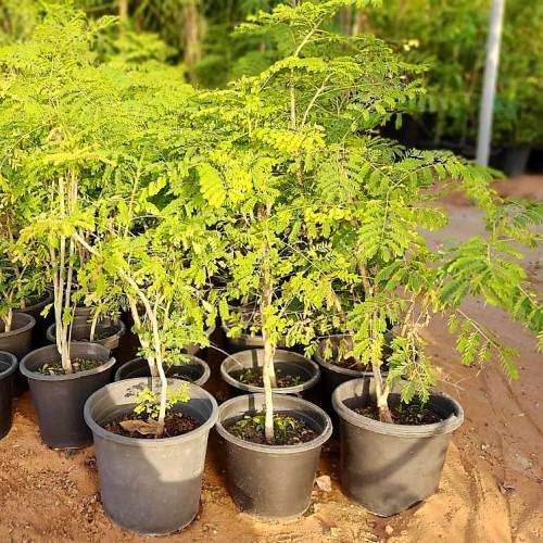 Caesalpinia pulcherrima, Peacock Flower - www.Greenie.ae Buy online Best and Healthy Plants and quality products guarantee in Dubai Plants Shop in Dubai Abu Dhabi all over UAE Plants near me Fresh Plants in Dubai where to buy plants in UAE - Greenie.ae