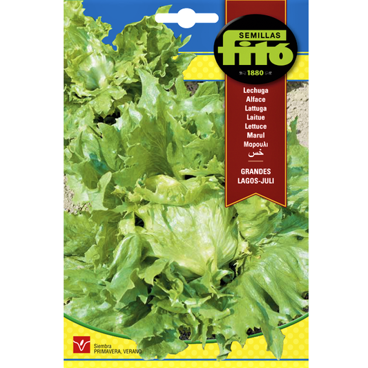 Lettuce Grandes Lagos Juli Seeds - www.Greenie.ae Buy online Best and Healthy Plants and quality products guarantee in Dubai Plants Shop in Dubai Abu Dhabi all over UAE Plants near me Fresh Plants in Dubai where to buy plants in UAE - Greenie.ae
