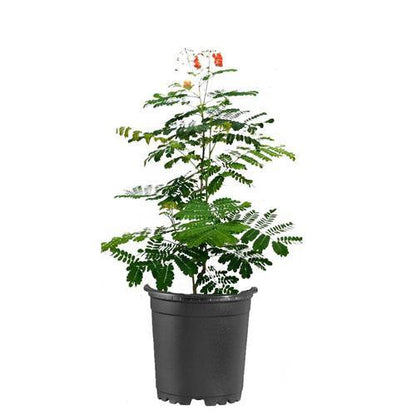 Caesalpinia pulcherrima, Peacock Flower - www.Greenie.ae Buy online Best and Healthy Plants and quality products guarantee in Dubai Plants Shop in Dubai Abu Dhabi all over UAE Plants near me Fresh Plants in Dubai where to buy plants in UAE - Greenie.ae