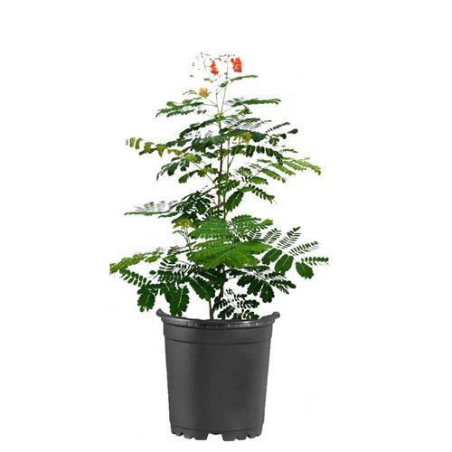 Caesalpinia pulcherrima, Peacock Flower - www.Greenie.ae Buy online Best and Healthy Plants and quality products guarantee in Dubai Plants Shop in Dubai Abu Dhabi all over UAE Plants near me Fresh Plants in Dubai where to buy plants in UAE - Greenie.ae