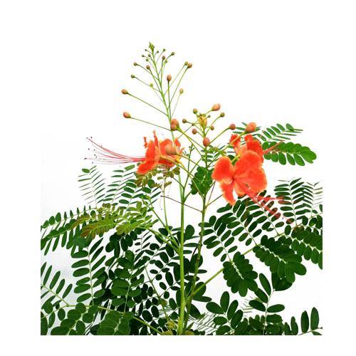 Caesalpinia pulcherrima, Peacock Flower - www.Greenie.ae Buy online Best and Healthy Plants and quality products guarantee in Dubai Plants Shop in Dubai Abu Dhabi all over UAE Plants near me Fresh Plants in Dubai where to buy plants in UAE - Greenie.ae
