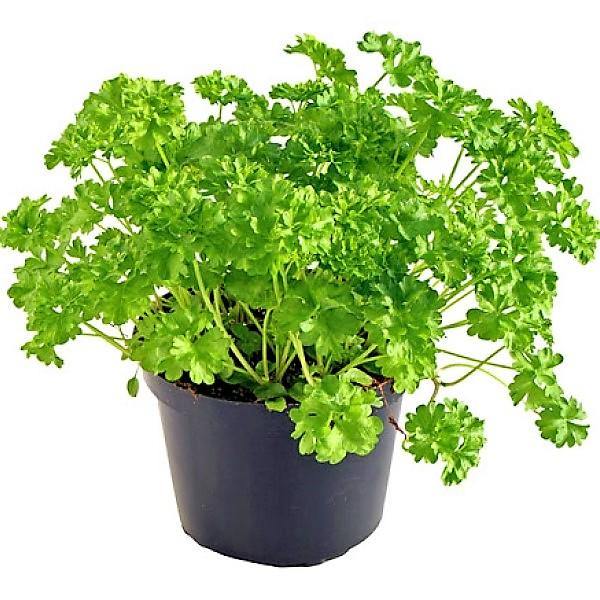Parsley Plant - Buy online Best and Healthy Plants and quality products guarantee in Dubai Plants Shop in Dubai Abu Dhabi all over UAE Plants near me Fresh Plants in Dubai where to buy plants in UAE