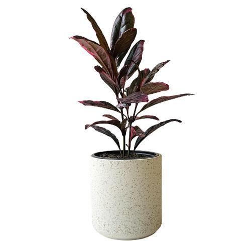Eranthemum Atropurpureum, Purple False Eranthemum - www.Greenie.ae Buy online Best and Healthy Plants and quality products guarantee in Dubai Plants Shop in Dubai Abu Dhabi all over UAE Plants near me Fresh Plants in Dubai where to buy plants in UAE - Greenie.ae