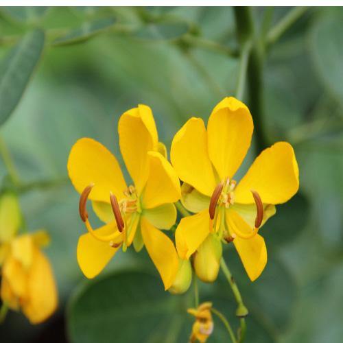Cassia Bicapsularis, Butterfly bush - www.Greenie.ae Buy online Best and Healthy Plants and quality products guarantee in Dubai Plants Shop in Dubai Abu Dhabi all over UAE Plants near me Fresh Plants in Dubai where to buy plants in UAE - Greenie.ae