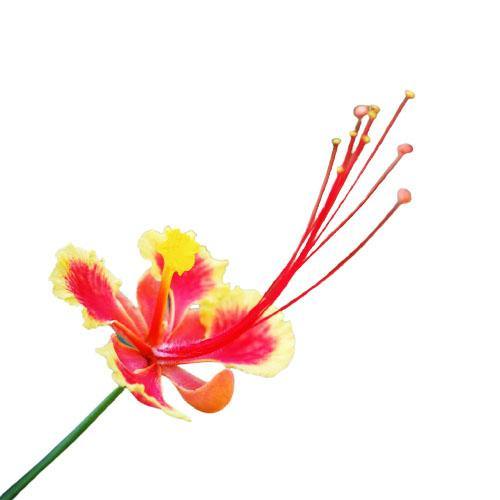 Caesalpinia pulcherrima, Peacock Flower - www.Greenie.ae Buy online Best and Healthy Plants and quality products guarantee in Dubai Plants Shop in Dubai Abu Dhabi all over UAE Plants near me Fresh Plants in Dubai where to buy plants in UAE - Greenie.ae