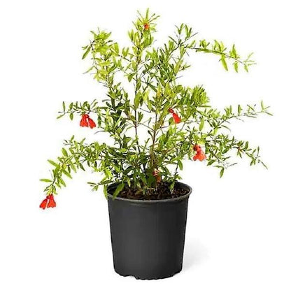 Pomegranate Tree, Punica Granatum - www.Greenie.ae Buy online Best and Healthy Plants and quality products guarantee in Dubai Plants Shop in Dubai Abu Dhabi all over UAE Plants near me Fresh Plants in Dubai where to buy plants in UAE - Greenie.ae
