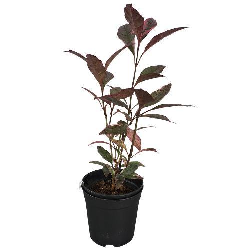 Eranthemum Atropurpureum, Purple False Eranthemum - www.Greenie.ae Buy online Best and Healthy Plants and quality products guarantee in Dubai Plants Shop in Dubai Abu Dhabi all over UAE Plants near me Fresh Plants in Dubai where to buy plants in UAE - Greenie.ae