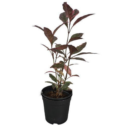 Eranthemum Atropurpureum, Purple False Eranthemum - www.Greenie.ae Buy online Best and Healthy Plants and quality products guarantee in Dubai Plants Shop in Dubai Abu Dhabi all over UAE Plants near me Fresh Plants in Dubai where to buy plants in UAE - Greenie.ae