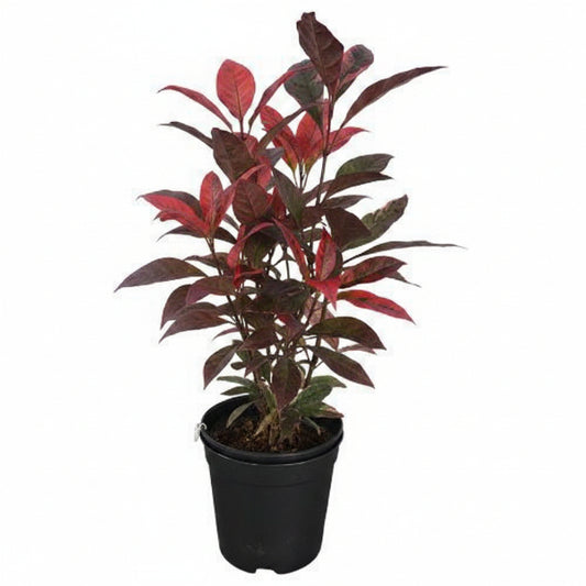 Eranthemum Atropurpureum, Purple False Eranthemum - www.Greenie.ae Buy online Best and Healthy Plants and quality products guarantee in Dubai Plants Shop in Dubai Abu Dhabi all over UAE Plants near me Fresh Plants in Dubai where to buy plants in UAE - Greenie.ae