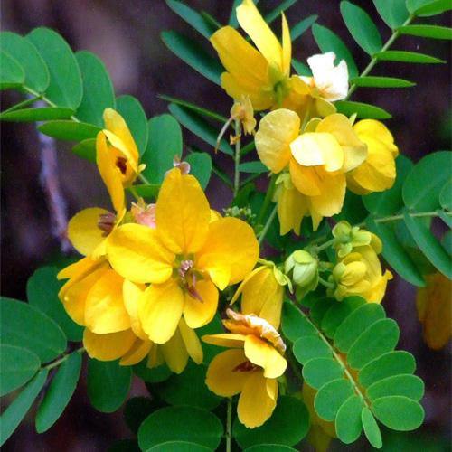 Cassia Bicapsularis, Butterfly bush - www.Greenie.ae Buy online Best and Healthy Plants and quality products guarantee in Dubai Plants Shop in Dubai Abu Dhabi all over UAE Plants near me Fresh Plants in Dubai where to buy plants in UAE - Greenie.ae