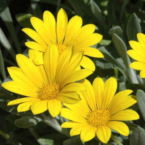 Gazania Uniflora, Treasure Flower (small) - www.Greenie.ae Buy online Best and Healthy Plants and quality products guarantee in Dubai Plants Shop in Dubai Abu Dhabi all over UAE Plants near me Fresh Plants in Dubai where to buy plants in UAE - Greenie.ae