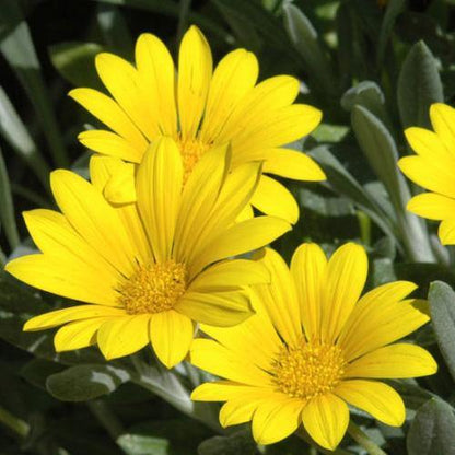 Gazania Uniflora, Treasure Flower (small) - www.Greenie.ae Buy online Best and Healthy Plants and quality products guarantee in Dubai Plants Shop in Dubai Abu Dhabi all over UAE Plants near me Fresh Plants in Dubai where to buy plants in UAE - Greenie.ae