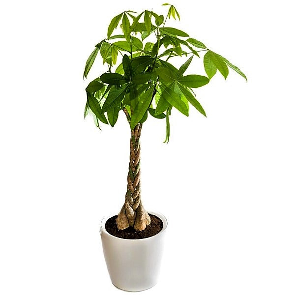 Pachira Aquatica Money Tree twisted Dubai UAE best online Plants