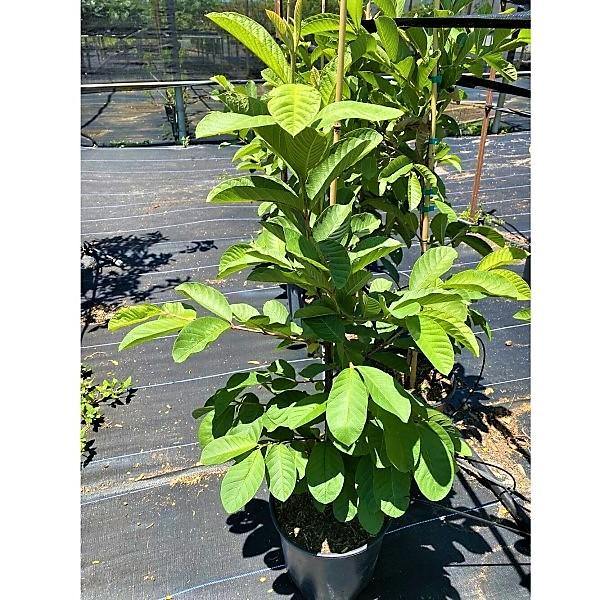 Guava Tree, Psidium Guajava - www.Greenie.ae Buy online Best and Healthy Plants and quality products guarantee in Dubai Plants Shop in Dubai Abu Dhabi all over UAE Plants near me Fresh Plants in Dubai where to buy plants in UAE - Greenie.ae