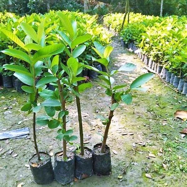 Guava Tree, Psidium Guajava - www.Greenie.ae Buy online Best and Healthy Plants and quality products guarantee in Dubai Plants Shop in Dubai Abu Dhabi all over UAE Plants near me Fresh Plants in Dubai where to buy plants in UAE - Greenie.ae
