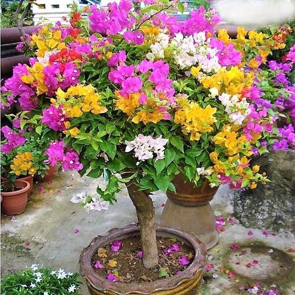 Bougainvillea Specimen Single Head - www.Greenie.ae Buy online Best and Healthy Plants and quality products guarantee in Dubai Plants Shop in Dubai Abu Dhabi all over UAE Plants near me Fresh Plants in Dubai where to buy plants in UAE - Greenie.ae