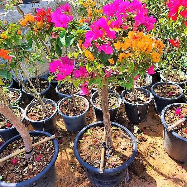 Bougainvillea Specimen Single Head - www.Greenie.ae Buy online Best and Healthy Plants and quality products guarantee in Dubai Plants Shop in Dubai Abu Dhabi all over UAE Plants near me Fresh Plants in Dubai where to buy plants in UAE - Greenie.ae