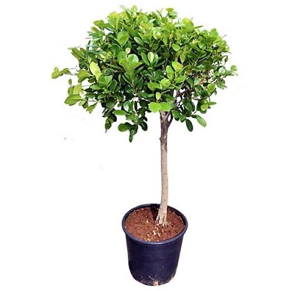 Ficus Diversifolia Single Head - www.Greenie.ae Buy online Best and Healthy Plants and quality products guarantee in Dubai Plants Shop in Dubai Abu Dhabi all over UAE Plants near me Fresh Plants in Dubai where to buy plants in UAE - Greenie.ae