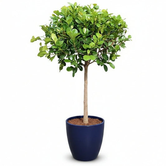 Ficus Diversifolia Single Head - www.Greenie.ae Buy online Best and Healthy Plants and quality products guarantee in Dubai Plants Shop in Dubai Abu Dhabi all over UAE Plants near me Fresh Plants in Dubai where to buy plants in UAE - Greenie.ae