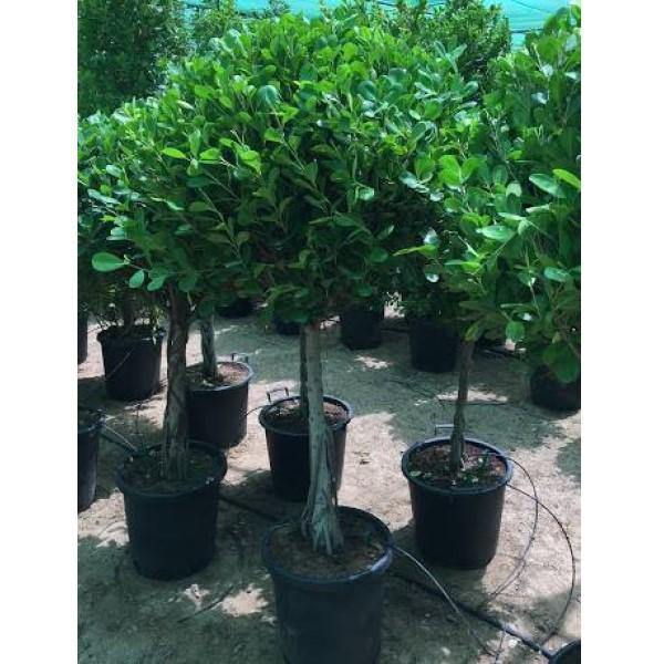 Ficus Diversifolia Single Head - www.Greenie.ae Buy online Best and Healthy Plants and quality products guarantee in Dubai Plants Shop in Dubai Abu Dhabi all over UAE Plants near me Fresh Plants in Dubai where to buy plants in UAE - Greenie.ae