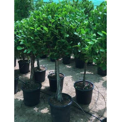 Ficus Diversifolia Single Head - www.Greenie.ae Buy online Best and Healthy Plants and quality products guarantee in Dubai Plants Shop in Dubai Abu Dhabi all over UAE Plants near me Fresh Plants in Dubai where to buy plants in UAE - Greenie.ae