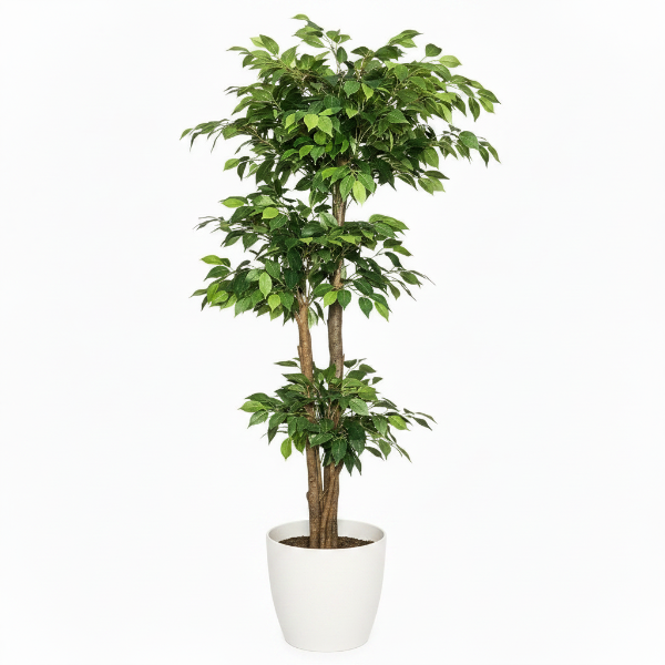 Ficus Multi Ficus Multi Head Dubai UAE best online Plants
