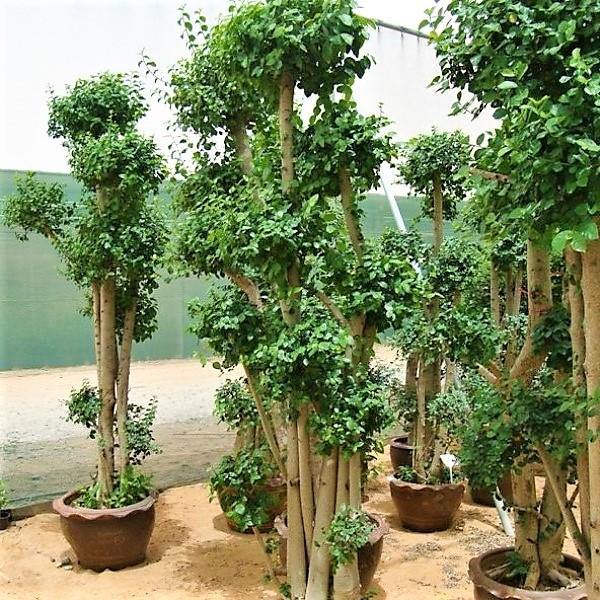 Ficus Multi Ficus Multi Head Dubai UAE best online Plants